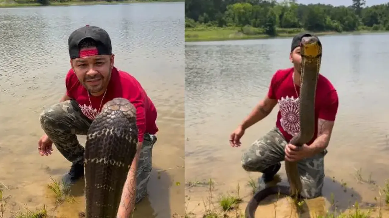 Chilling video of man kissing a 12-ft King Cobra goes viral – Watch