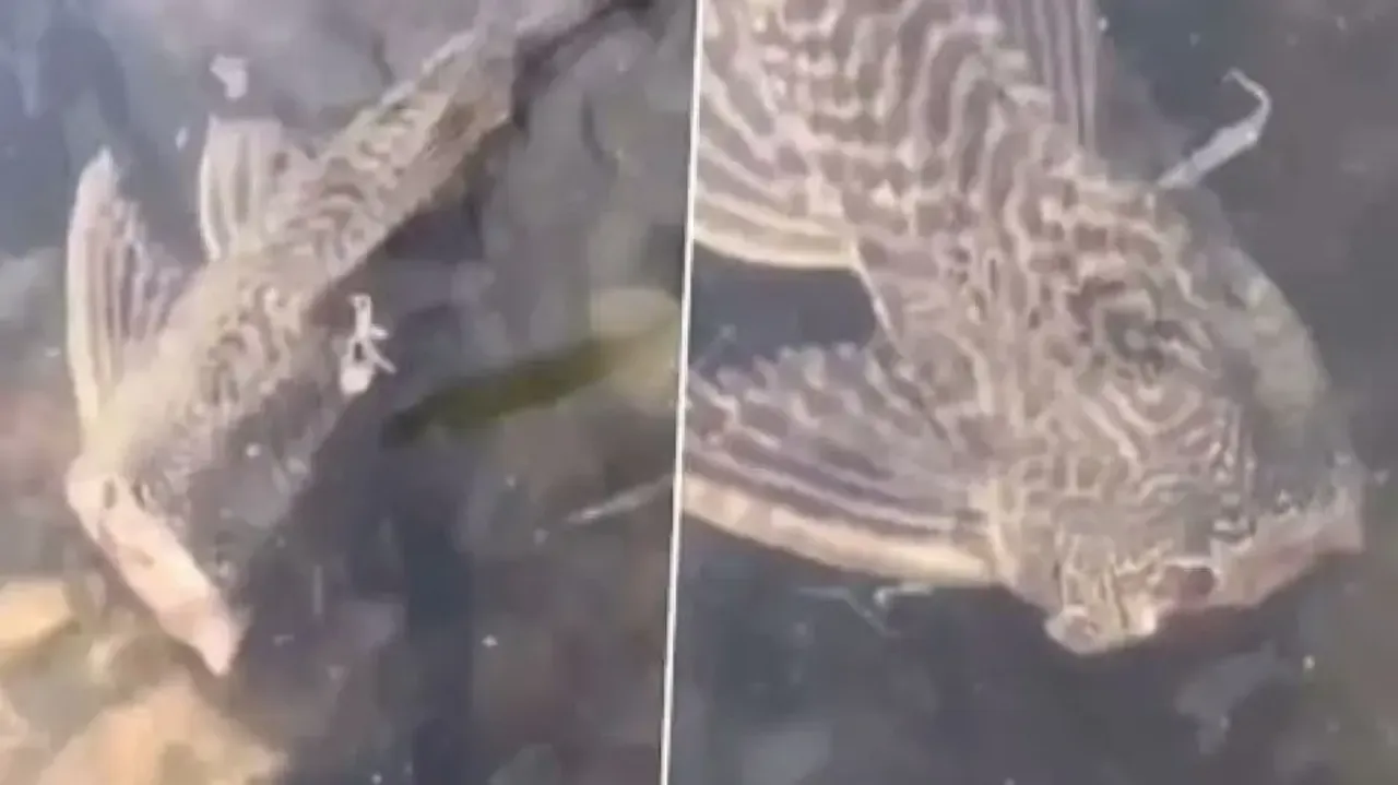 Headless fish spotted swimming in water, internet in shock