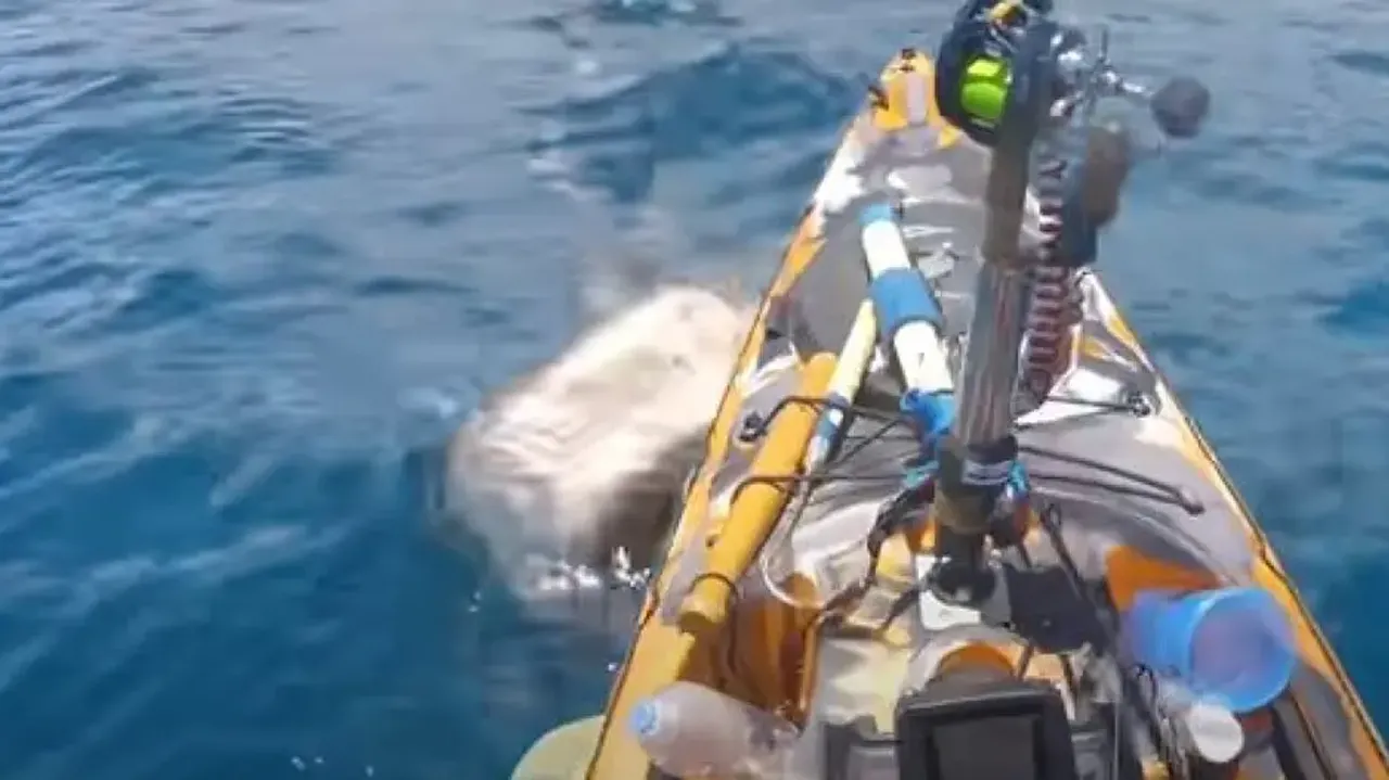 Huge shark attacks fisherman while fishing, scary video will give you goosebumps – Watch