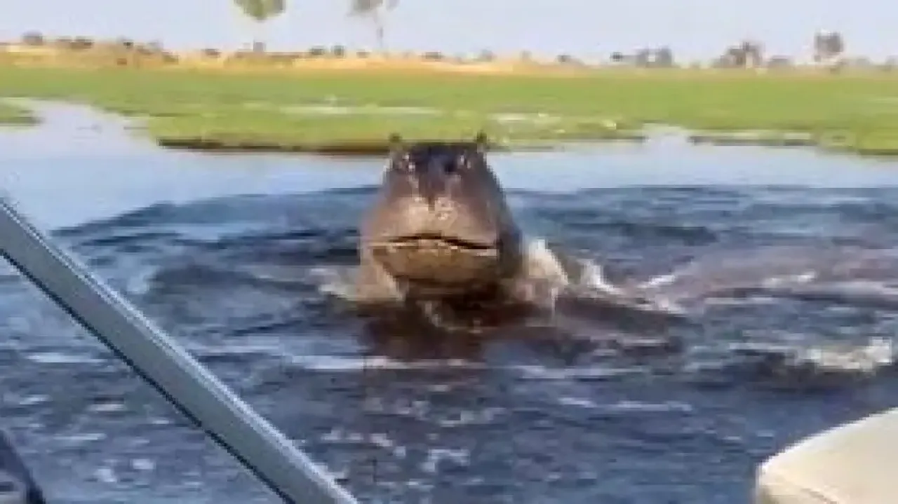 Huge hippopotamus appears from nowhere as 3 kids enjoy swimming, watch terrifying video