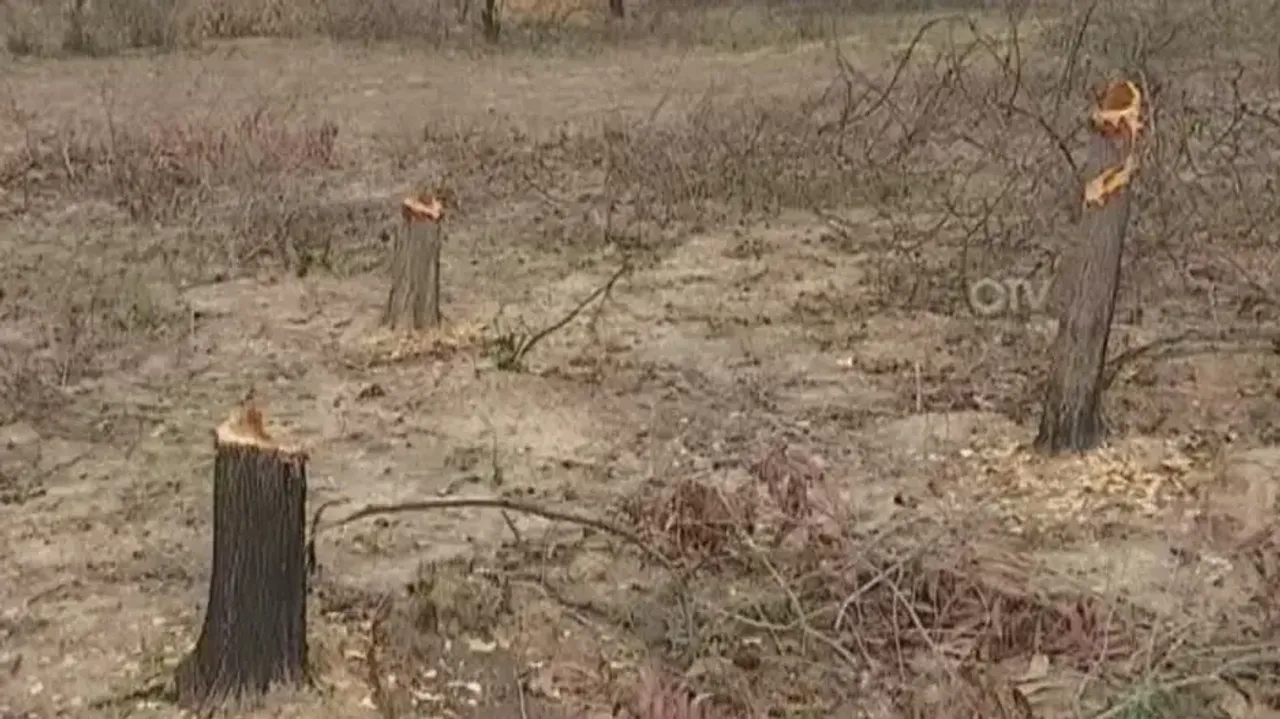 Trees felled in Taratua reserve forest