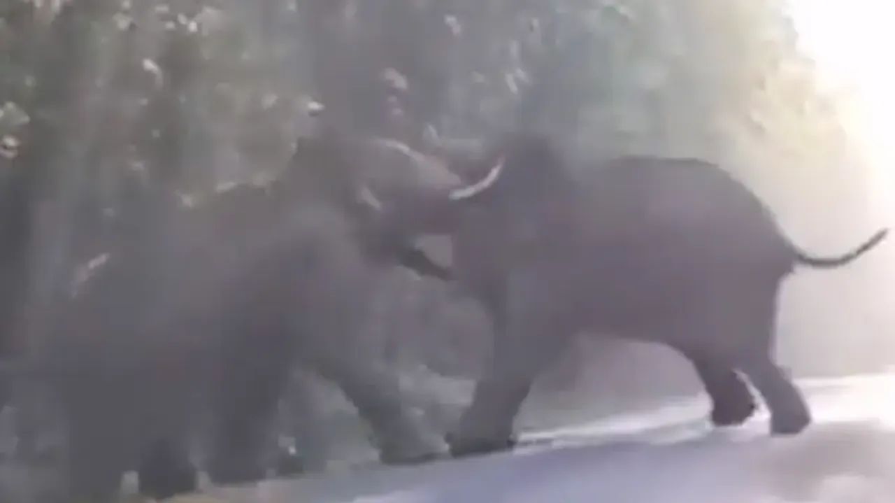 Clash of Titans: Forest shivers as 2 wild tuskers lock tusks, watch