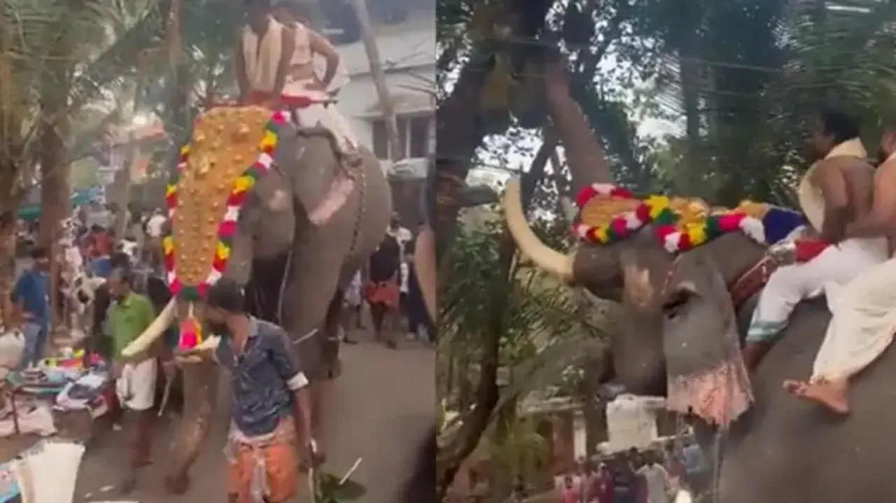 Tusker takes a ‘jackfruit break’ during carnival in India, watch