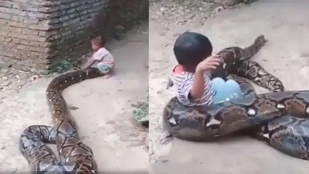 Indian toddler playing with huge python leaves netizens in shock, watch