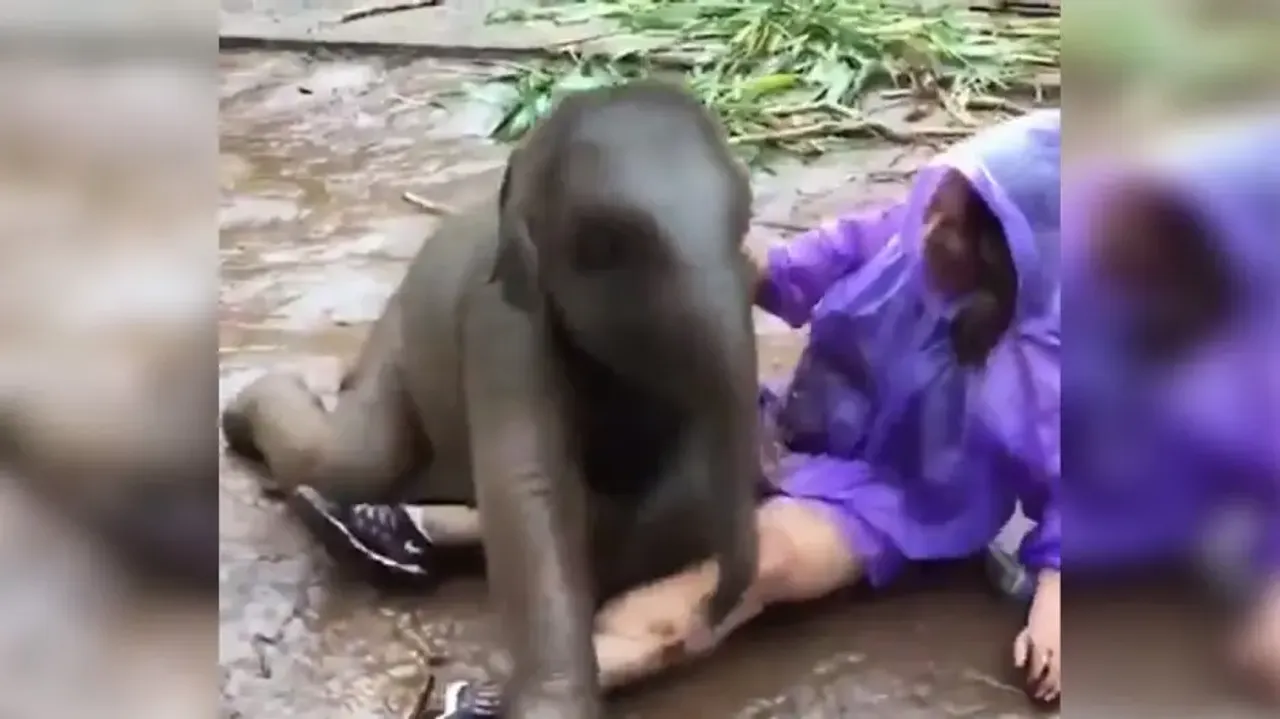 Baby elephant hops into girl's lap; cuteness of giant calf will steal your heart; watch