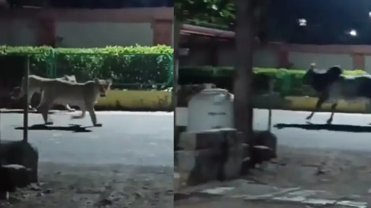 Bull chases a pride of lions on road; watch utterly shocking incident