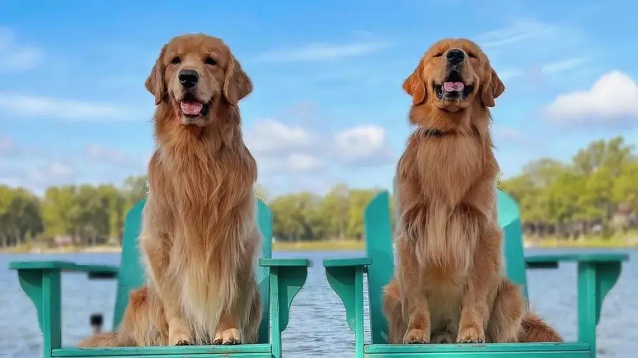 Meet Tucker Budzyn, an Instagram star Golden Retriever who earns Rs 8 crore a year