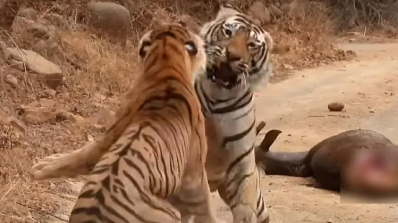 Royal Bengal Tiger & Tigress pick up fight after latter tries to steal prey; watch stunning visuals