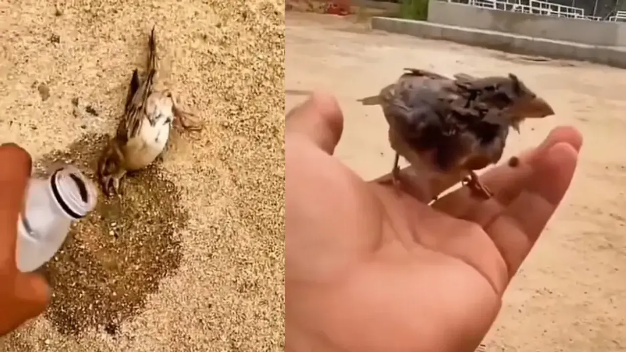 Humanity still alive: Dying tiny bird ‘rises from dead; watch heart-warming video