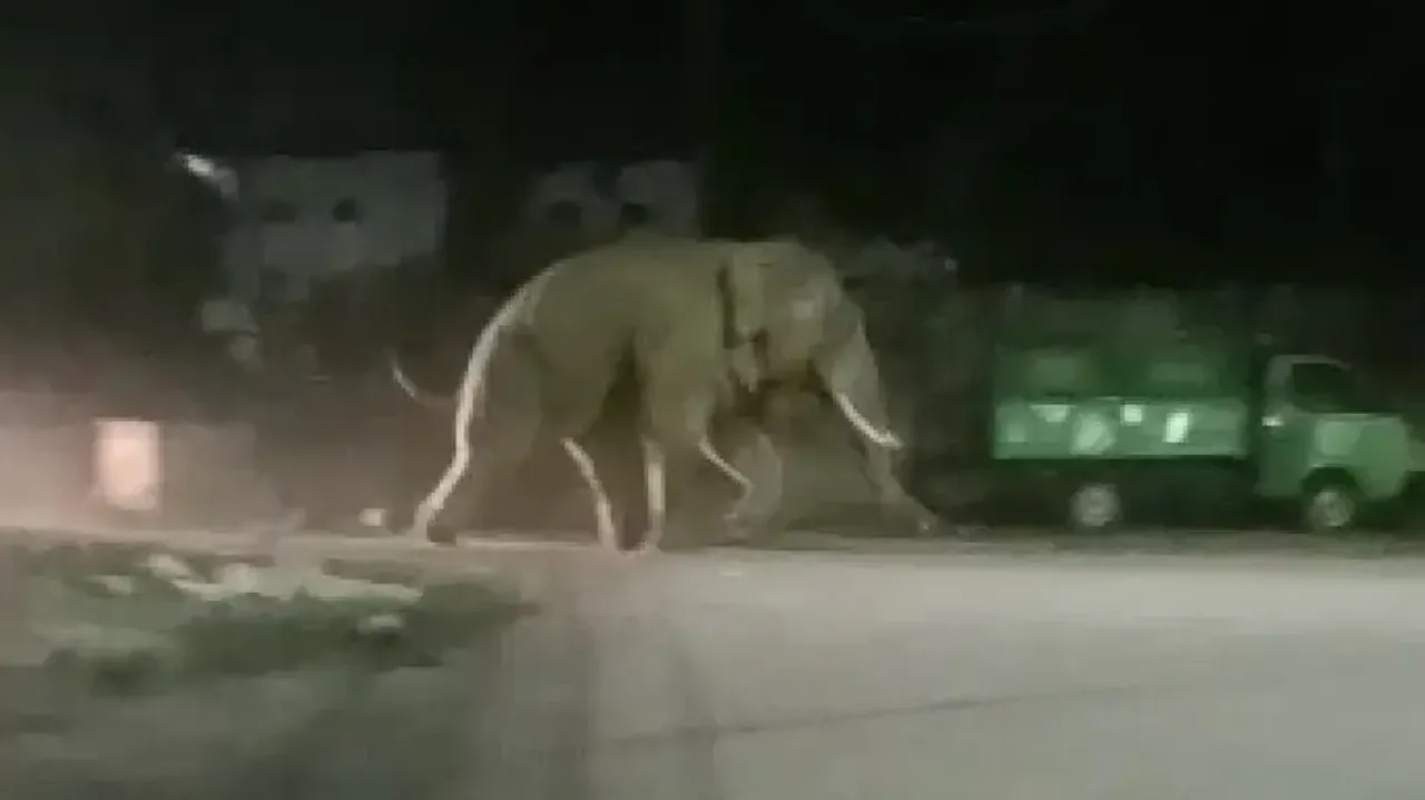 Wild Elephant Roaming In Bhubaneswar