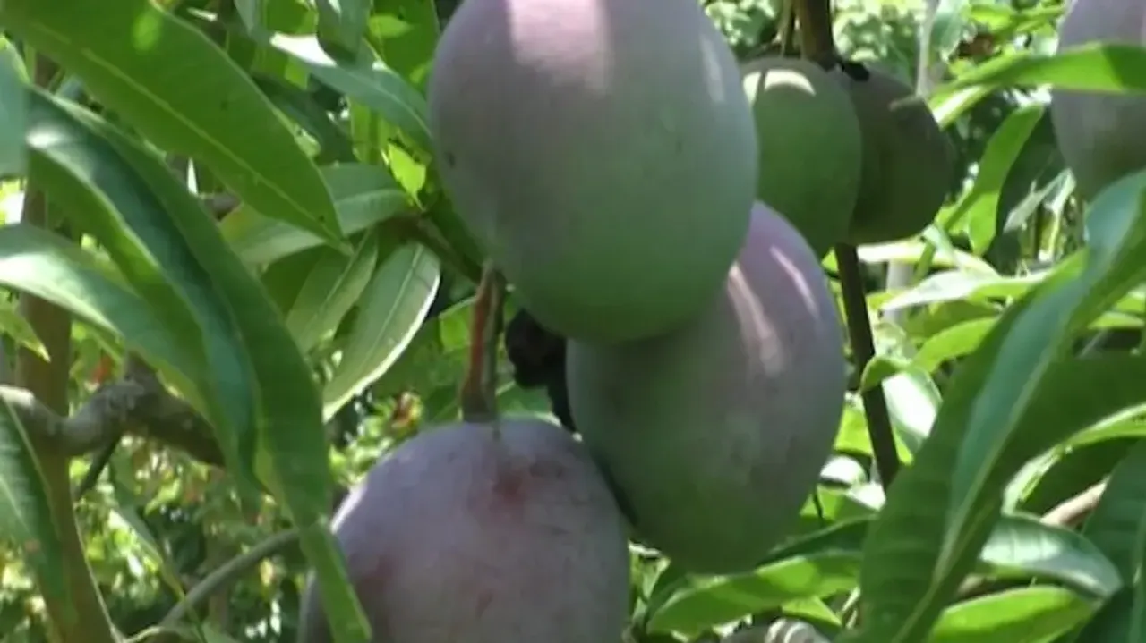 World’s costliest mango priced at Rs 2 lakh per kg