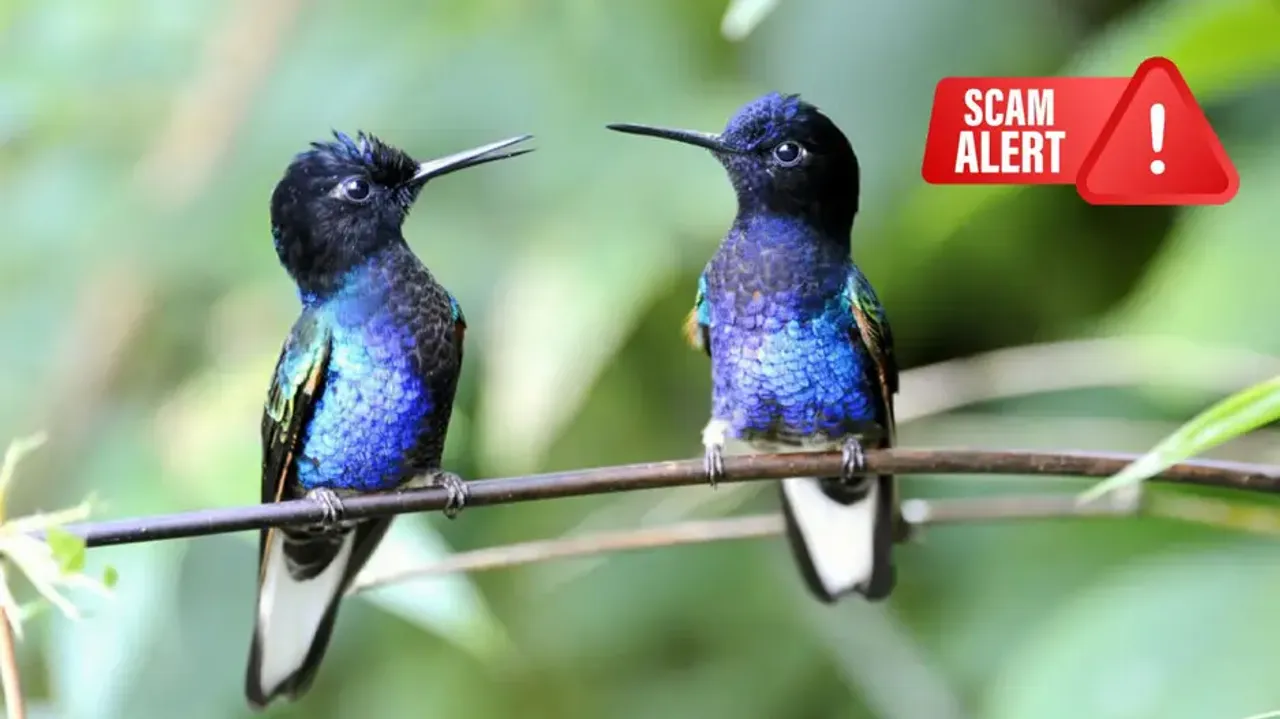 Beware! Mumbai woman falls prey to cyber fraud while trying to help injured bird, loses Rs 1 lakh