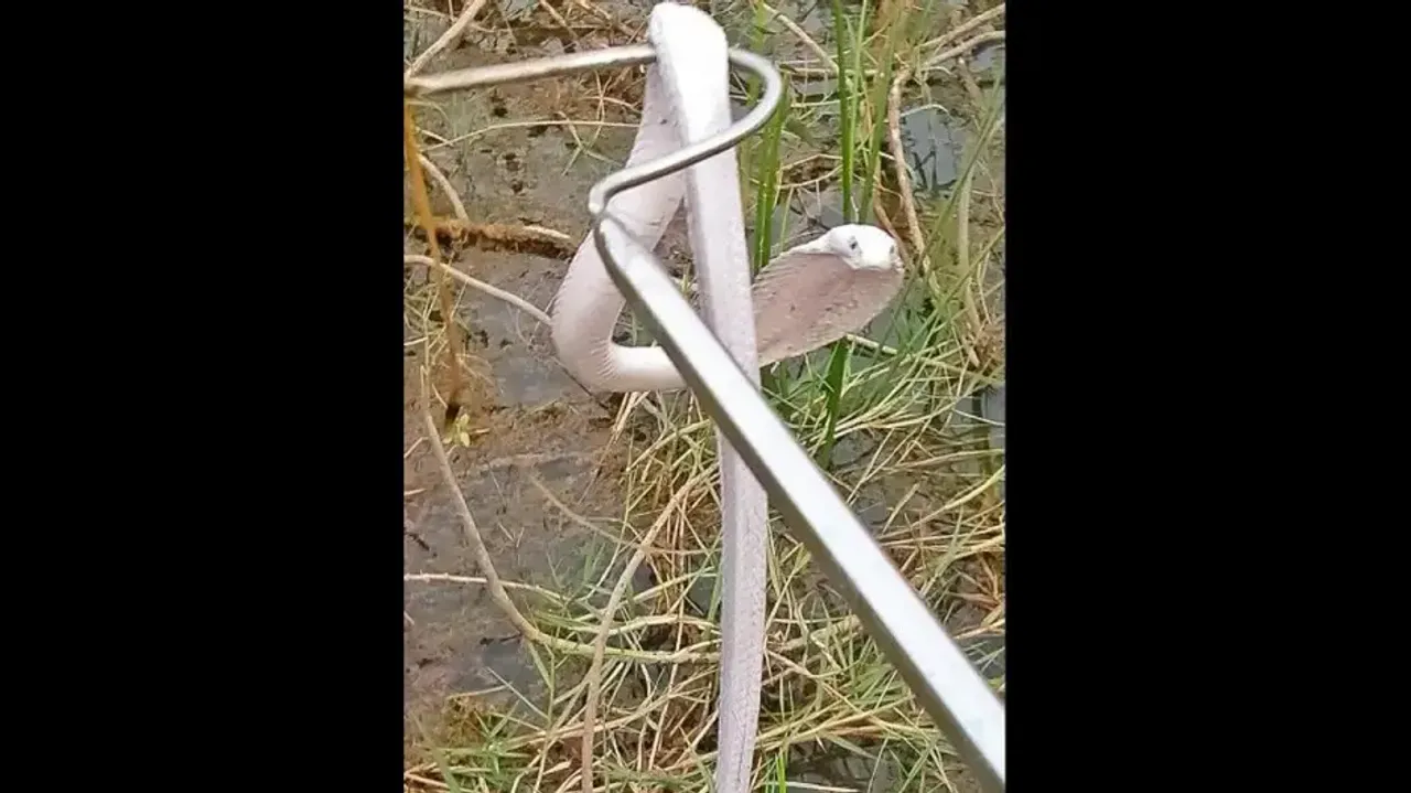 Claimed Albino Cobra Rescued In Nayagarh