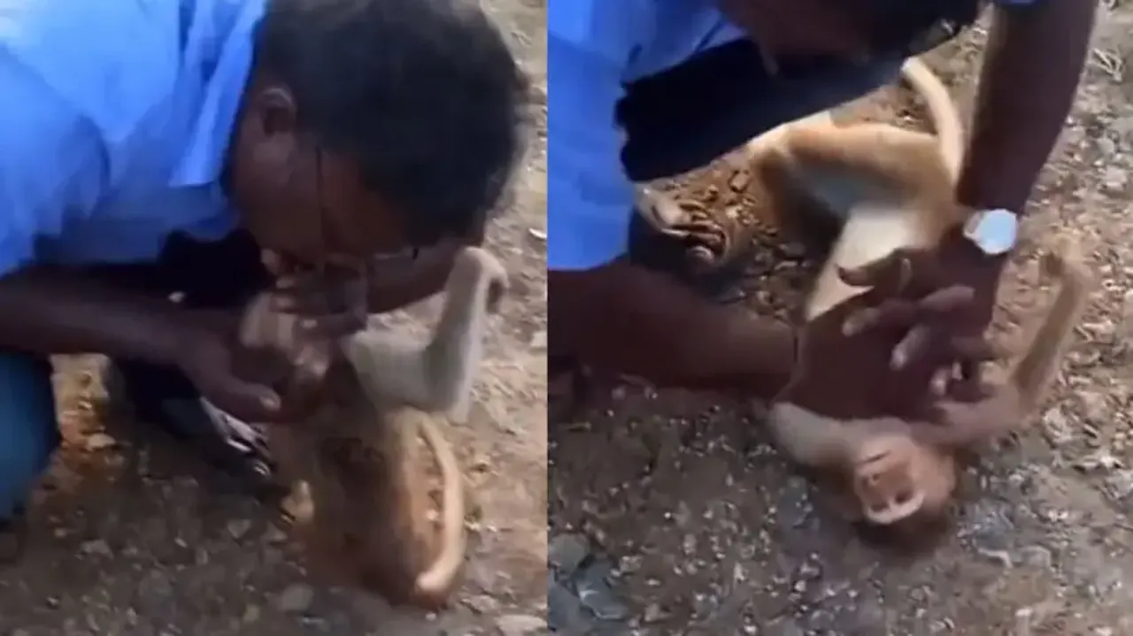 Hero without a cape! Man saves monkey with ‘kiss of life’ & CPR; watch heart-melting video