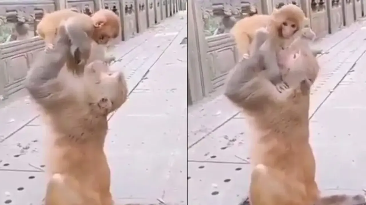 Motherly Love! Monkey pampering & caressing its baby is no less than humans; watch