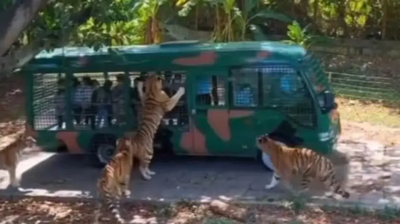 Viral Video: Tigers surround tourist vehicle during jungle safari, refuse to let go