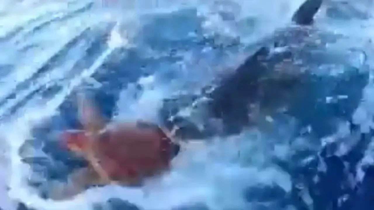 Shark seeks human help to save turtle! Watch heart-winning video