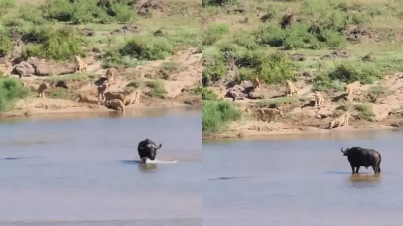 Brave buffalo outsmarts pride of lions, cunningly crosses crocodile-infested river