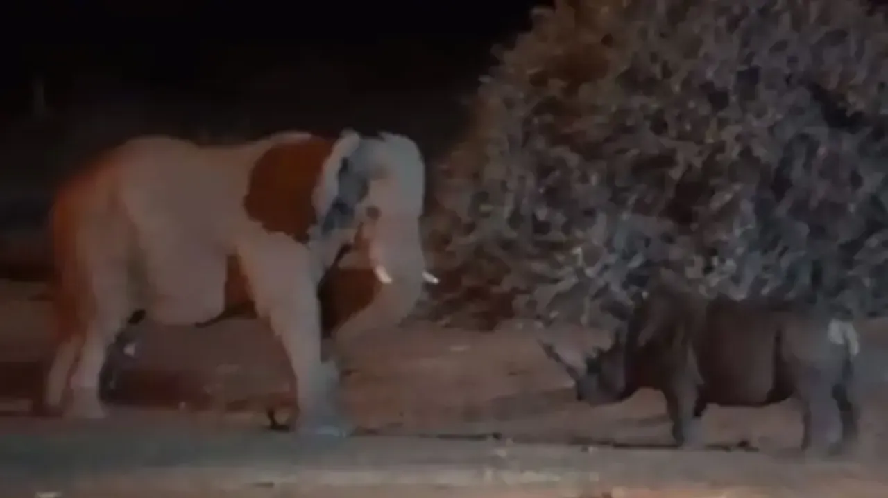 Clash of Titans! Rhino locks horns with elephant; watch rare incident