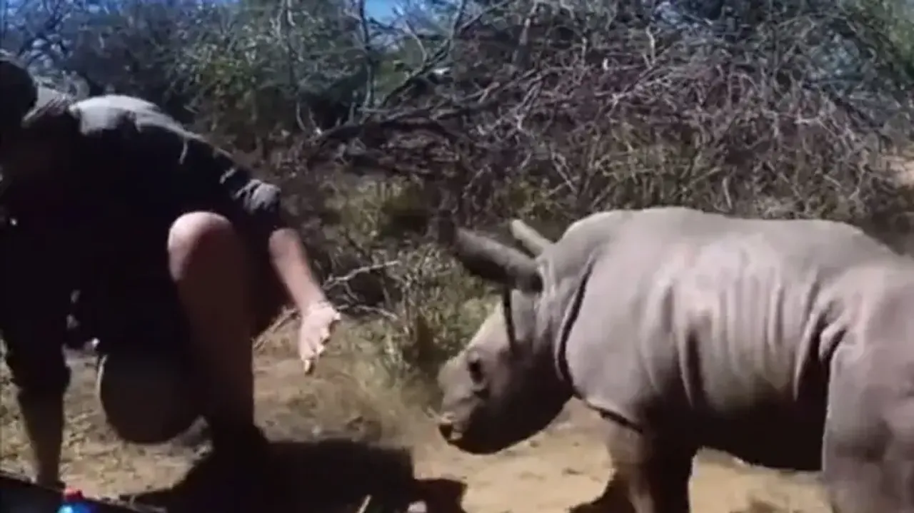 Heart-warming! Baby Rhino protects unconscious mother, defends from vets; watch