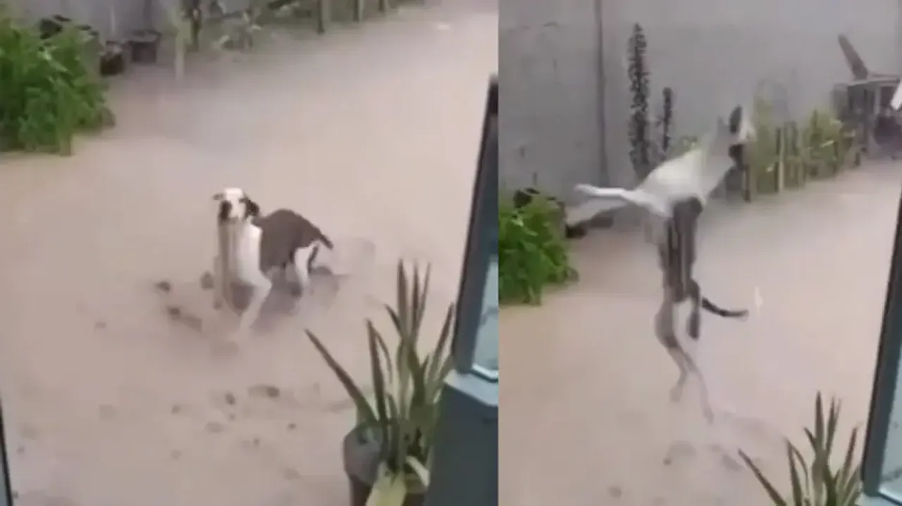 Dance of joy! Doggy’s joyful dance in the rain will steal your hearts; watch