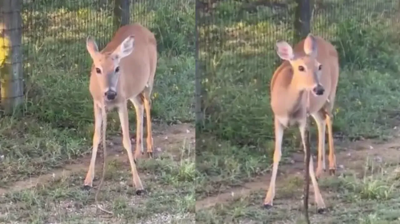 Deer caught eating snake, viral video leaves netizens stunned