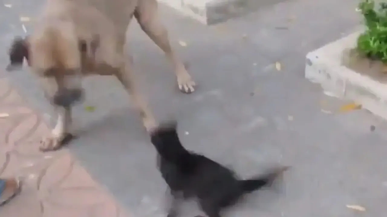 Mothers are born fighters! Cat violently attacks big dog to save kitten; watch
