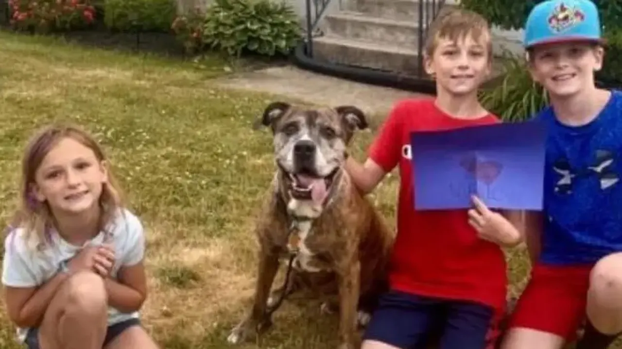 Entire town comes to bid goodbye to a terminally ill dog on its ‘final walk’