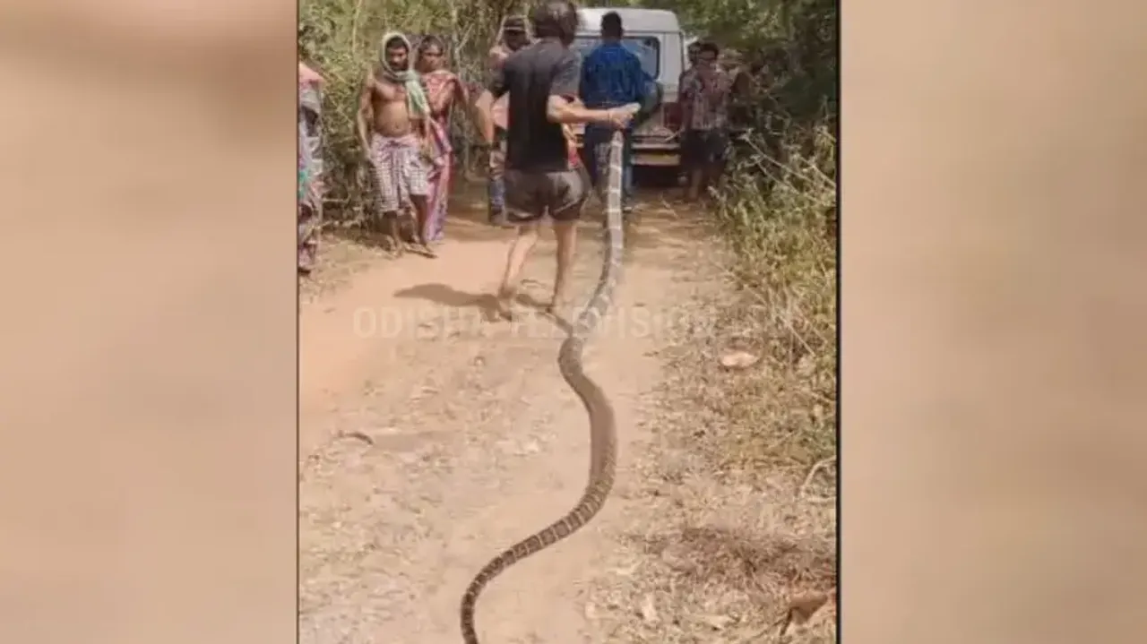 Giant King Cobra rescued in Odisha’s Nayagarh
