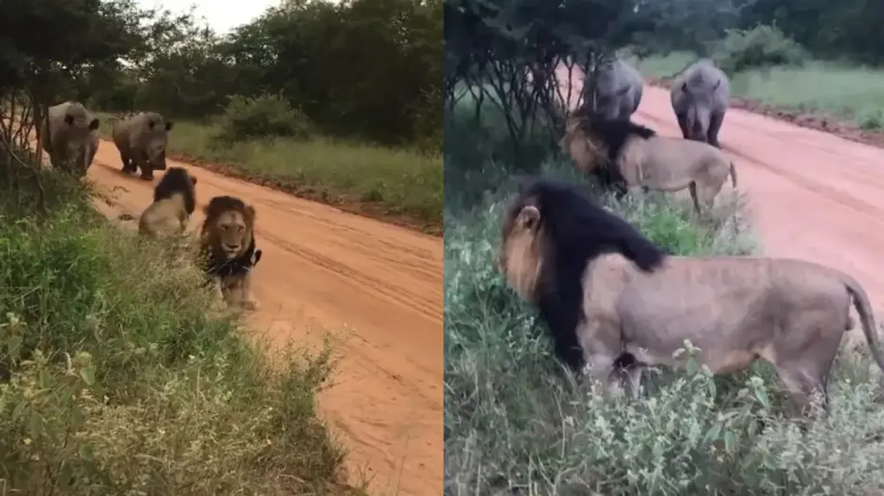 Lions flee spot after Rhinos walk in; watch