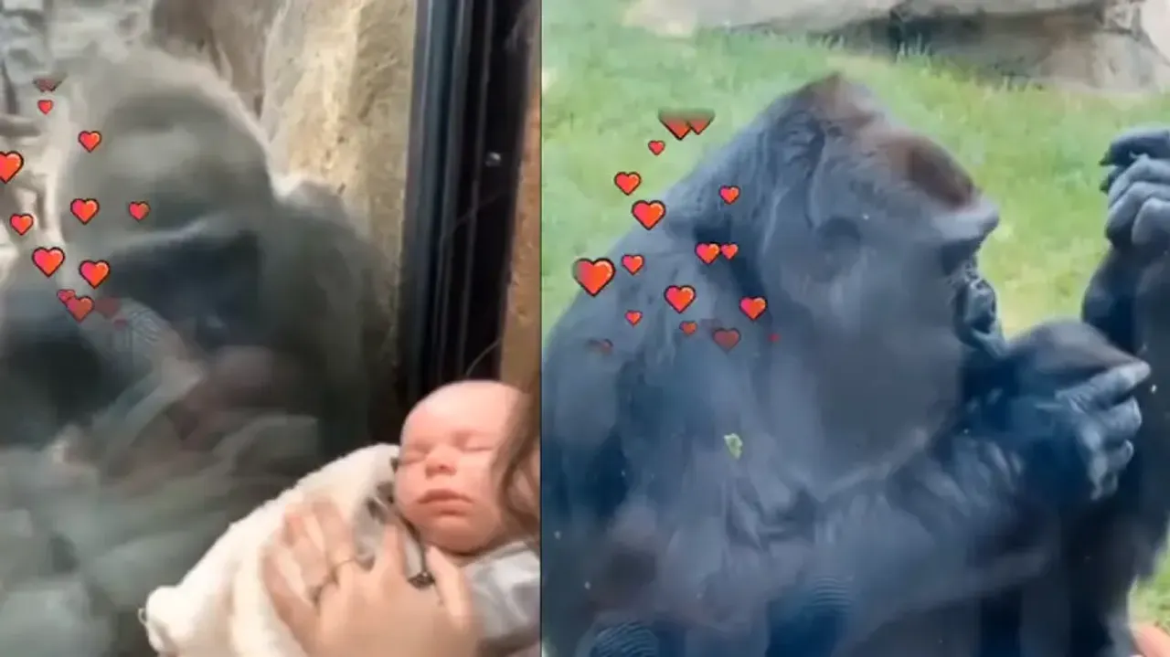 Mother gorilla’s active response after seeing human infant is heart-melting; watch