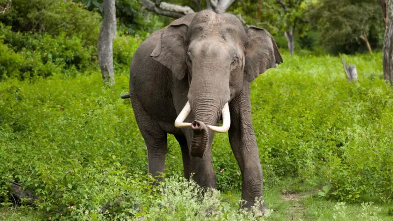 Bullet-riddled tusker carcass found in Odisha’s Satkosia
