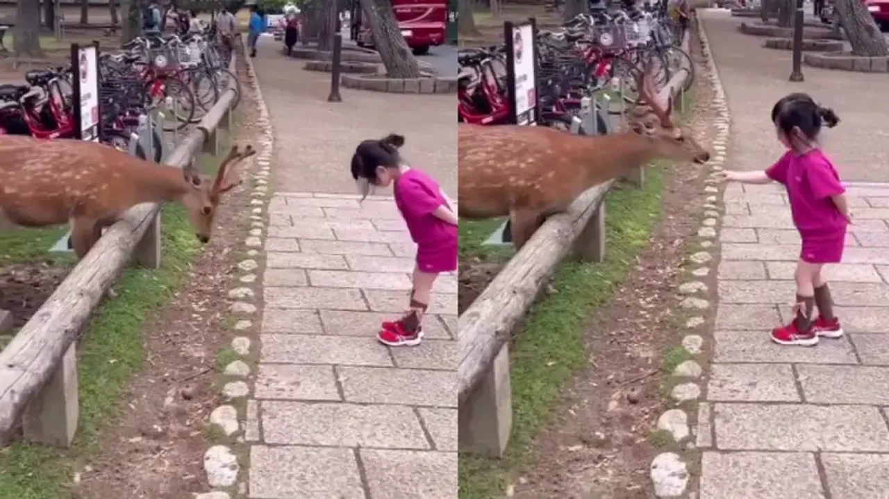 Give Respect, Take Respect: Cute gesture of deer & kid for each other is heart-winning; watch