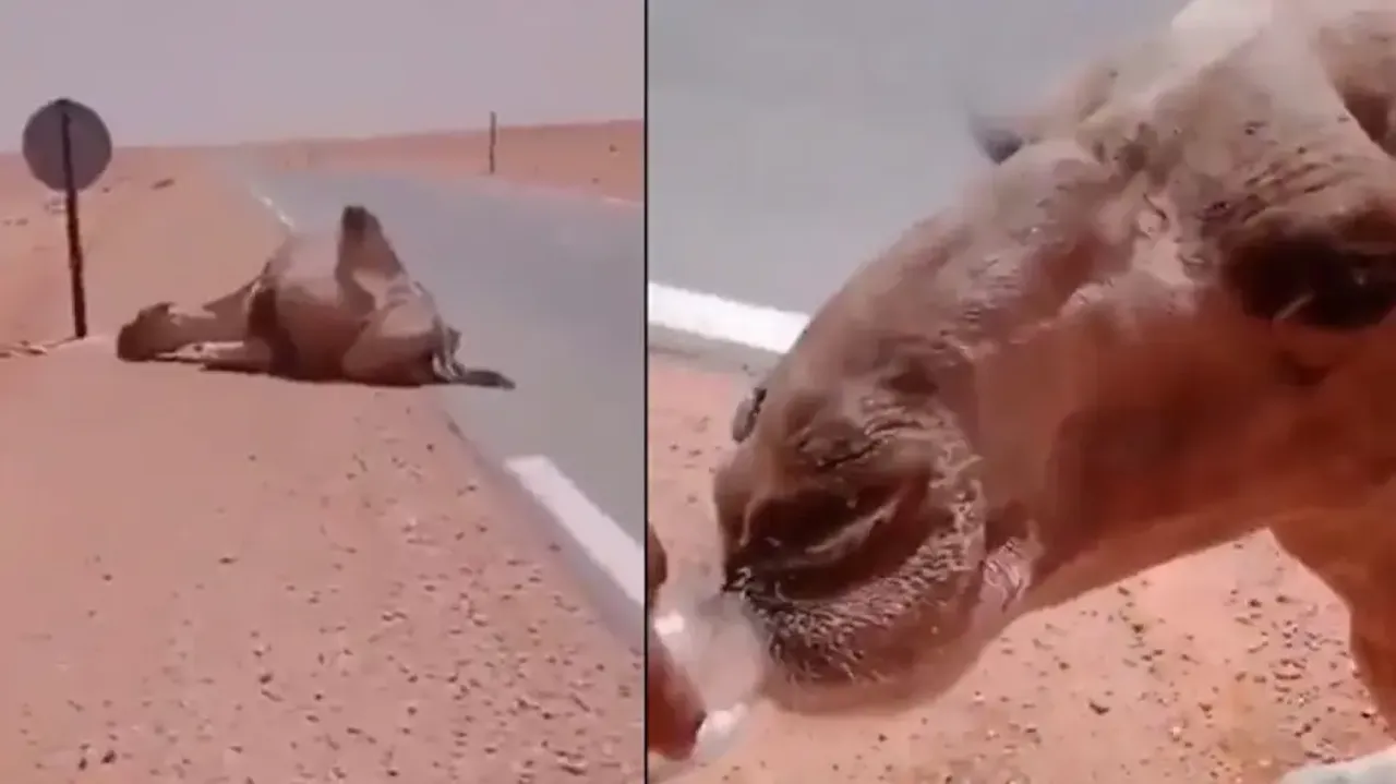 Heat wave strikes: Man saves drained-out camel’s life by offering water; watch