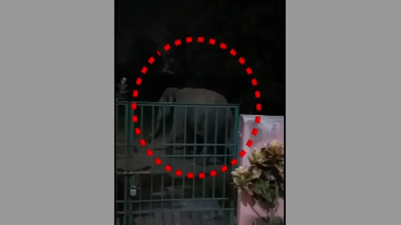 Elephants In Residential Areas Of Bhubaneswar