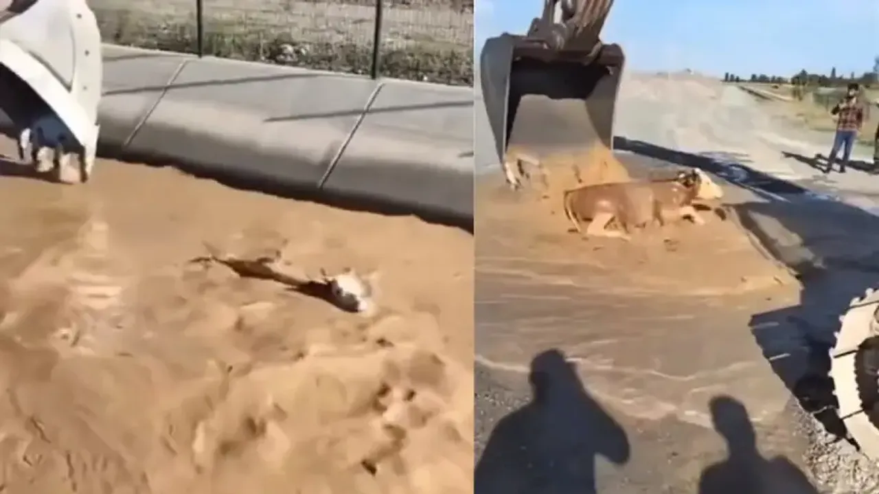 Humanity still alive! Earthmover operator fishes out cow from flash flood in canal; watch
