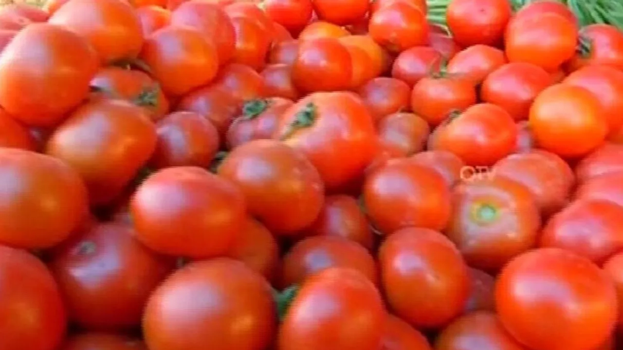 Tomatoes