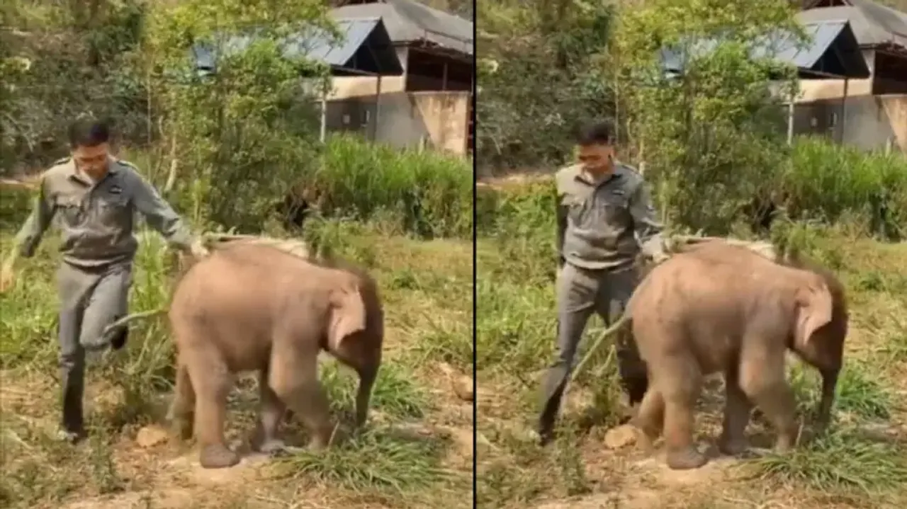 Baby elephant’s sidekick to its caretaker is too adorable to miss