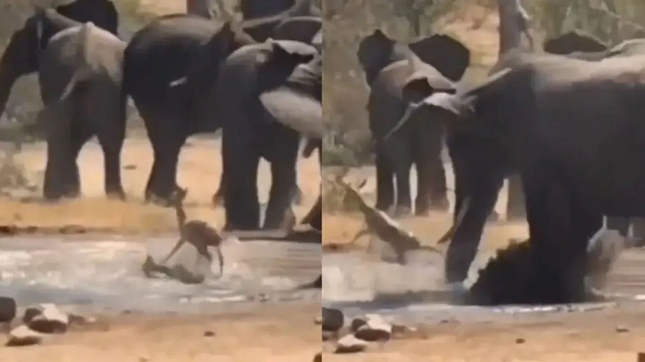 Elephant saves fawn from killer jaws of crocodile; watch