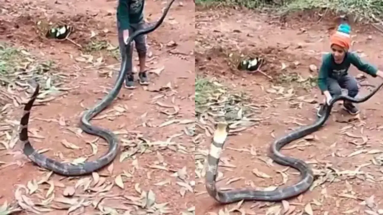 6-year-old boy fearlessly plays with huge king cobra, video leaves internet stunned