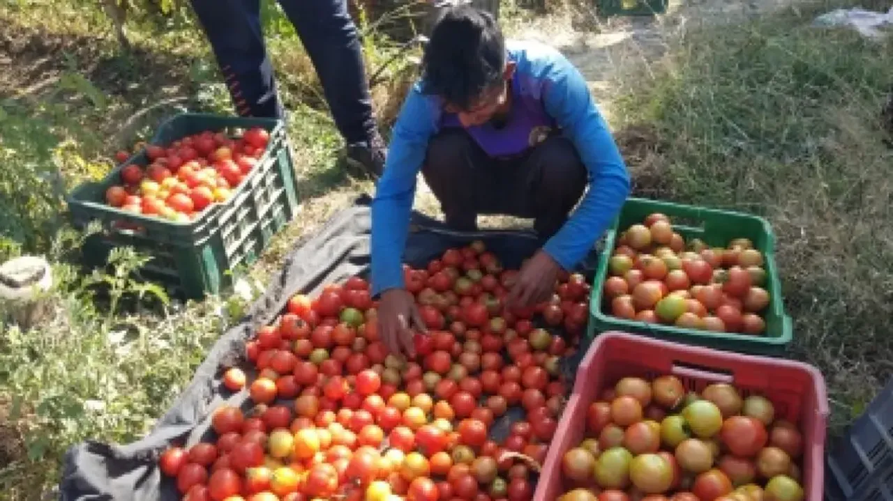 Tomato-nomics: Tomato price may come down soon