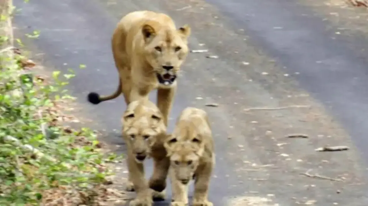 Farmer single-handedly saves cow from lion, terrifying video goes viral