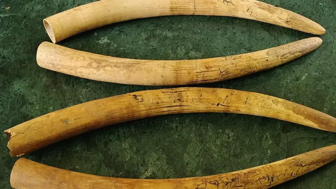 Elephant Tusks Seized