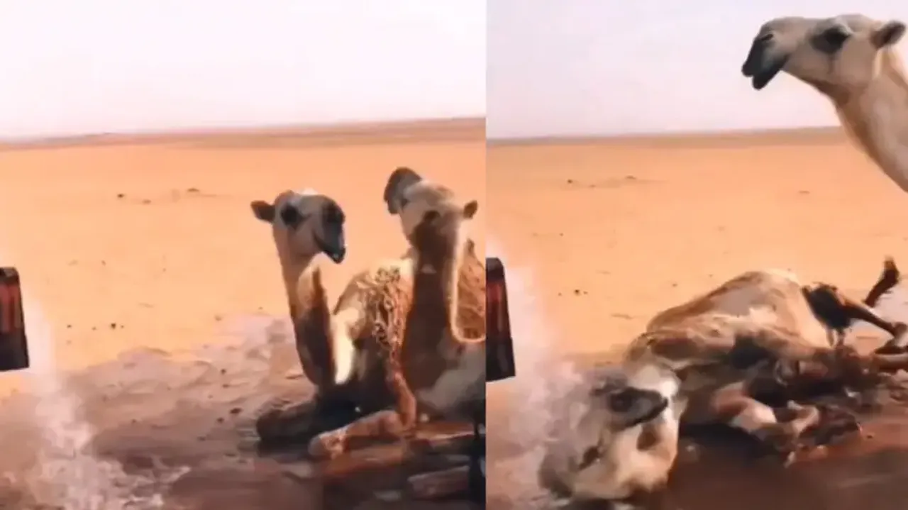 Thirsty camels celebrate after man brings water tanker to desert, watch their heart-melting reaction