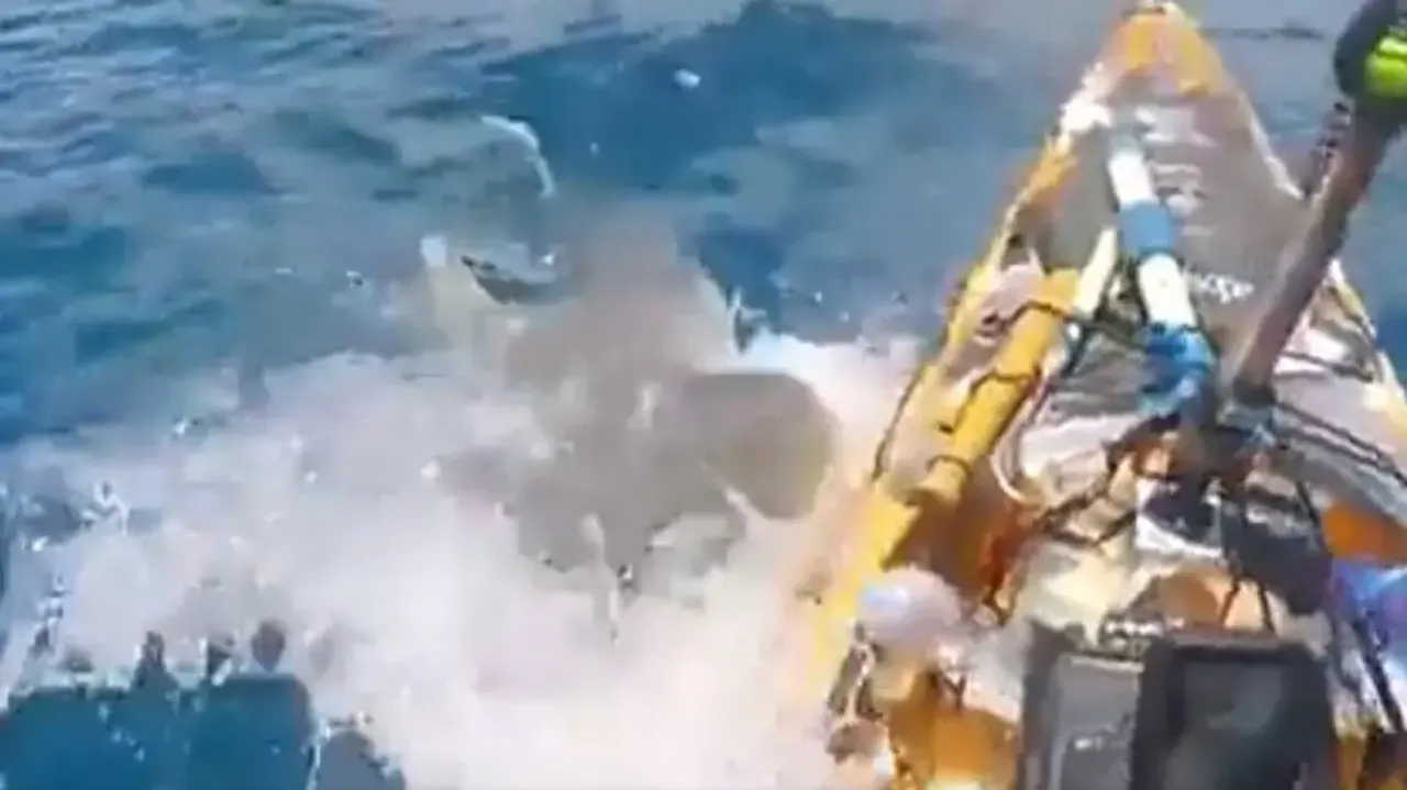 Tiger shark violently attacks boat with human on-board; watch