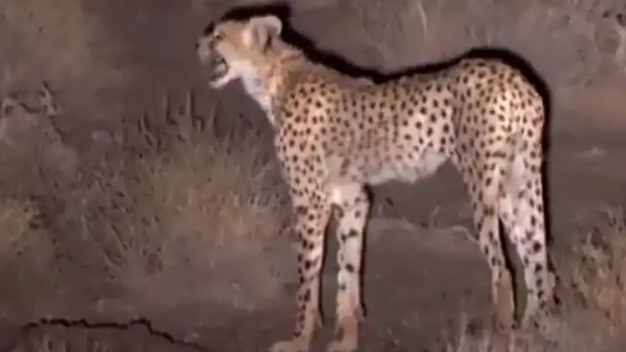 Distress call of Cheetah while searching for its dead sibling is heart-wrenching; watch