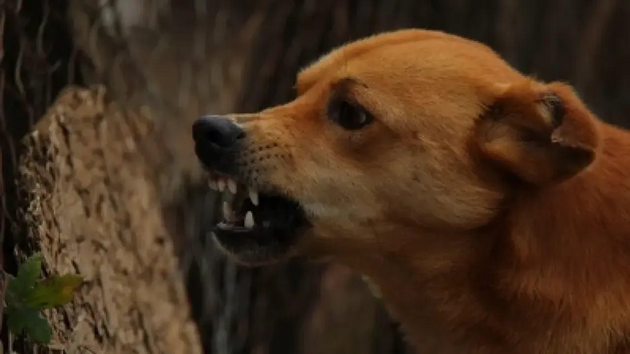 Stray dogs maul 12-year-old boy to death in Rajasthan