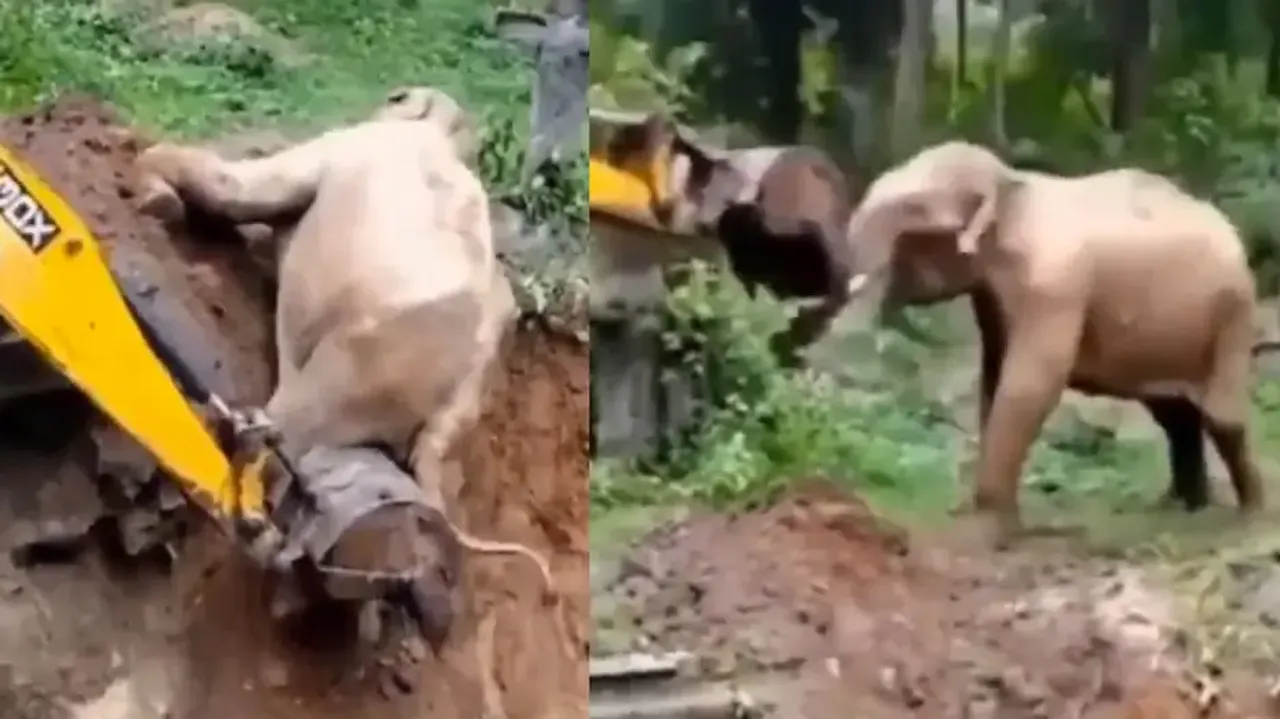 Elephant thanks earthmover for rescuing it from pit, watch heart-warming video