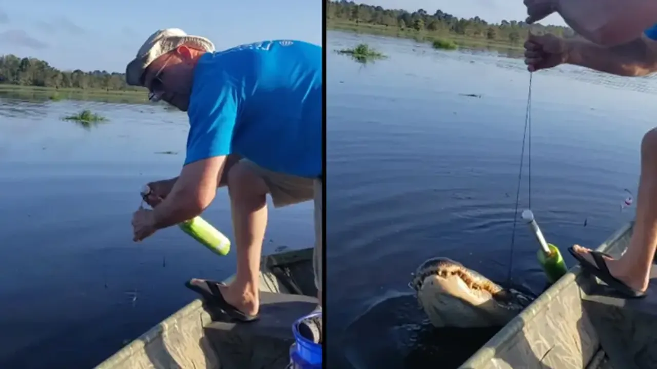 Man finds huge crocodile stuck in fishing hook; watch what happens next