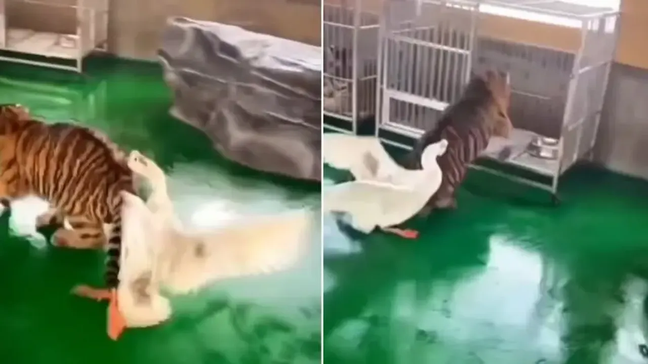 Tiger runs to save its life after being chased by swan; watch